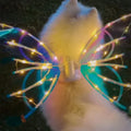 Monarch Butterfly Pet Costume – Halloween Wings