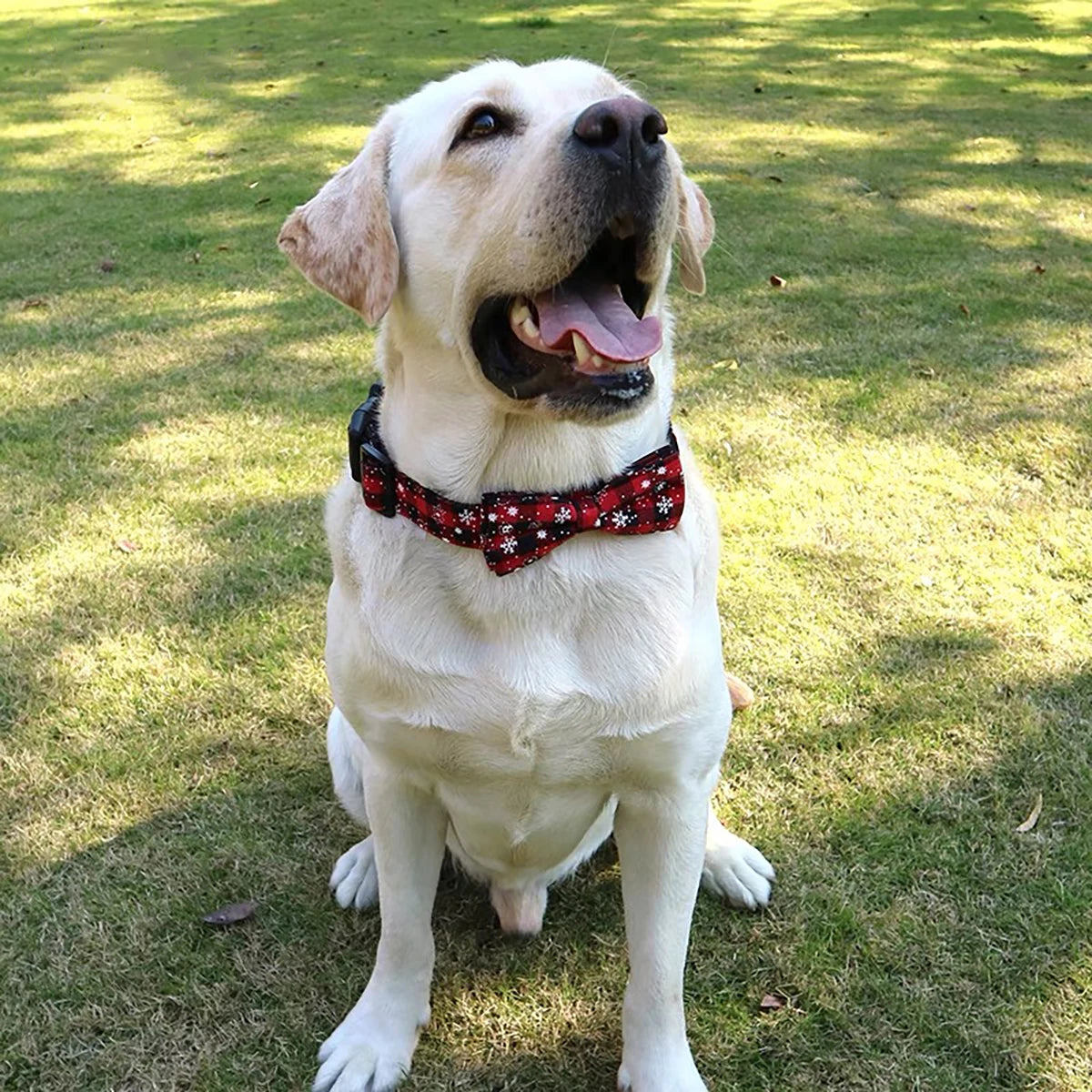 Christmas-Print Dog Collar – Festive Holiday Collar