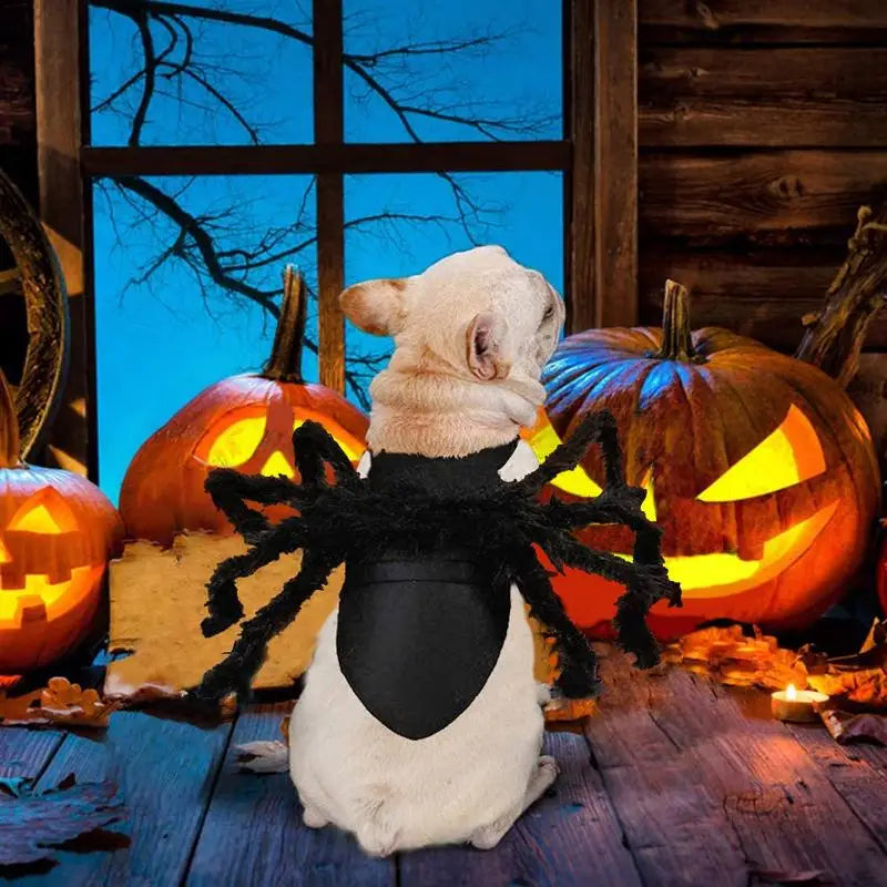 Spider Pet Costume for Halloween