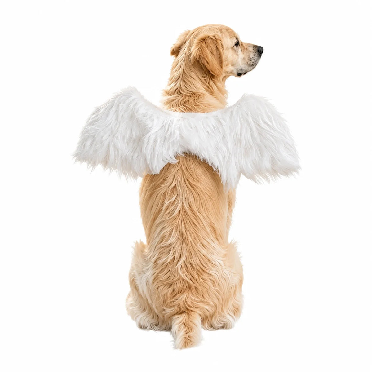 Angel Wings Pet Costume – Halloween Dress-Up Wings