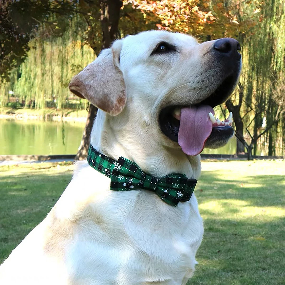 Christmas-Print Dog Collar – Festive Holiday Collar