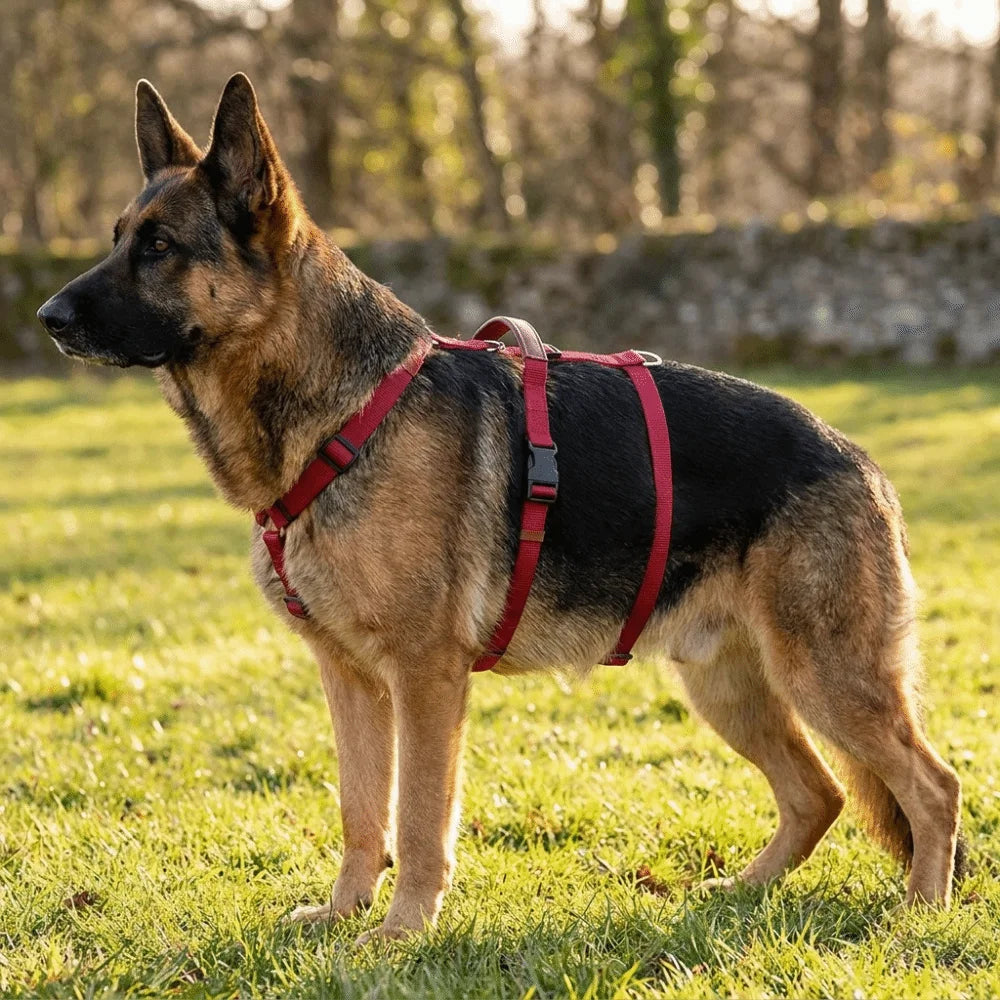Dog Traction Supplies Adjustable Dog Harness Vest Anti Breakaway Durable Dog Anti Escape Vest Comfortable Training Vest Hiking