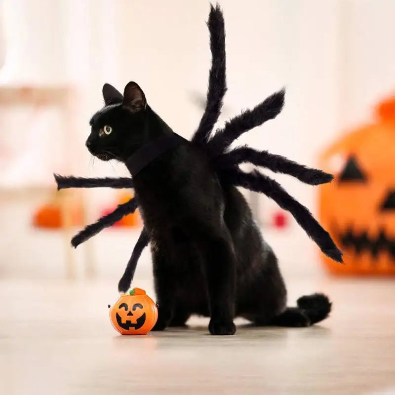 Spider Pet Costume for Halloween